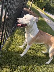 Found/Stray Male Dog last seen Women’s hosp, Elkhorn, NE 68022