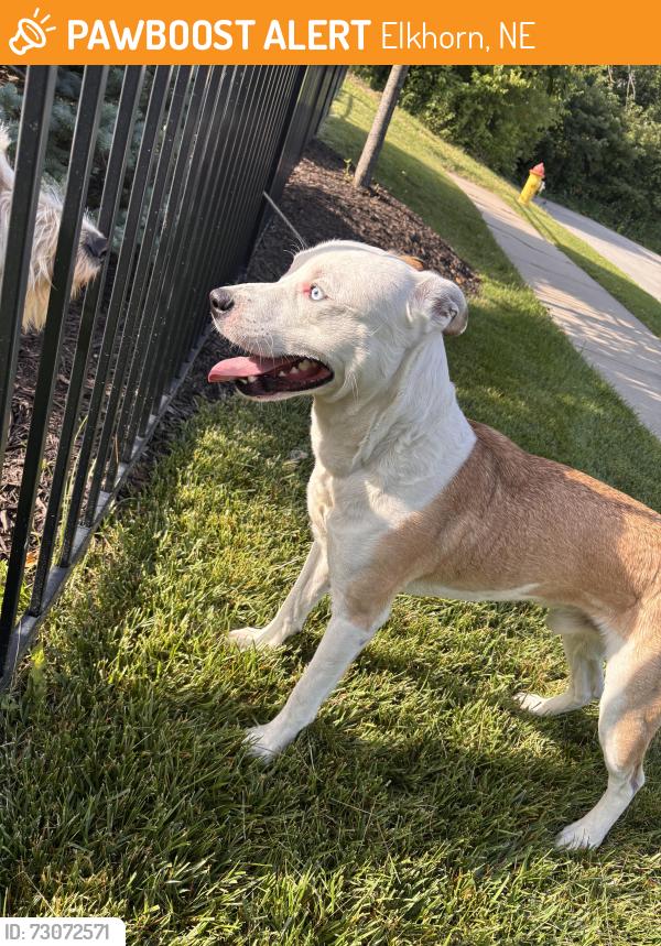 Found/Stray Male Dog last seen Women’s hosp, Elkhorn, NE 68022