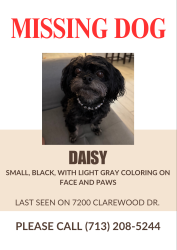 Lost Female Dog last seen Ceder mill condos, Houston, TX 77036