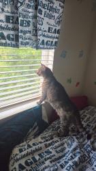 Reunited Female Cat last seen Jandee way by silva park, Riverbank, CA 95367