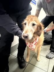 Reunited Female Dog last seen Possibly found by Health Central hosp , Orlando, FL 32835