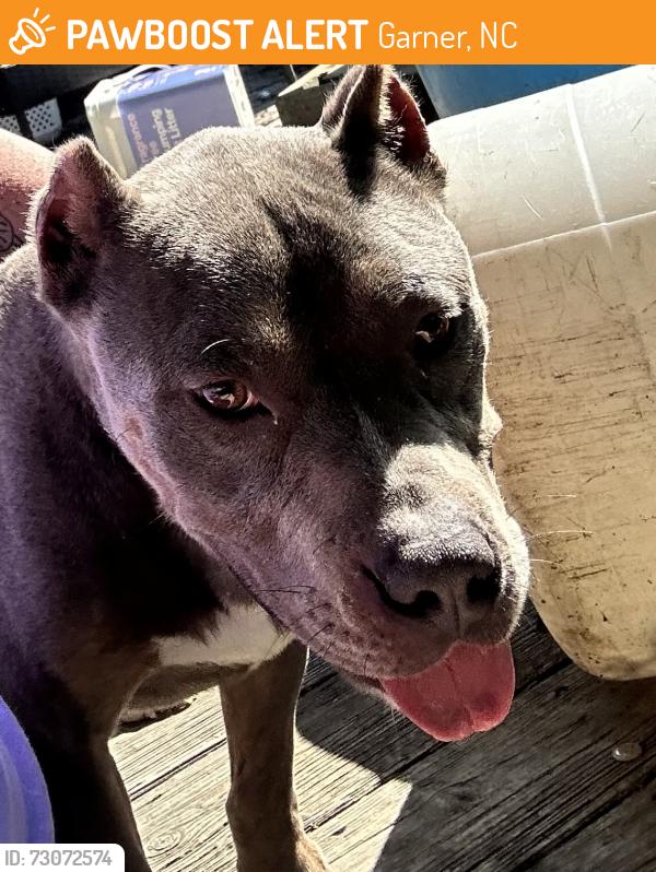 Found/Stray Female Dog last seen New Bethel Church Road and Hebron Church Road, Garner, NC 27529