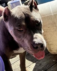 Found/Stray Female Dog last seen New Bethel Church Road and Hebron Church Road, Garner, NC 27529