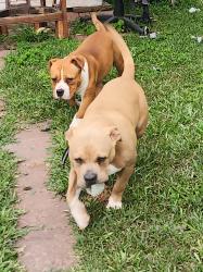 Lost Male Dog last seen Dixie Dr., Houston, TX 77087