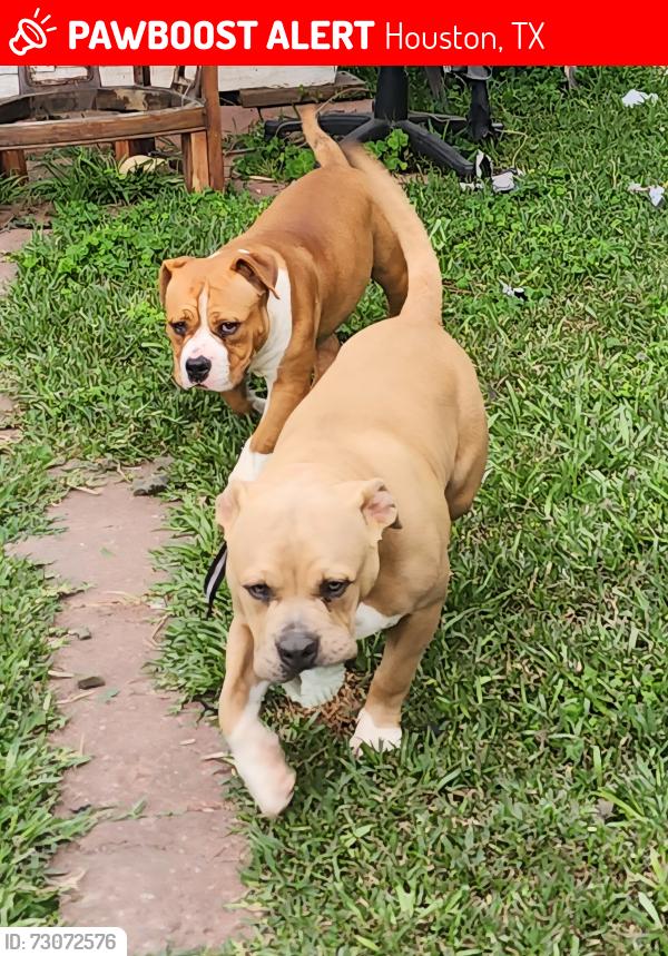 Lost Male Dog last seen Dixie Dr., Houston, TX 77087