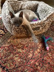 Reunited Female Cat last seen Last seen on a front porch of hse on Jay Avenue, Phoenixville, PA 19460
