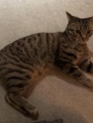 Lost Male Cat last seen Elmete walk, Roundhay, England LS8 2LB