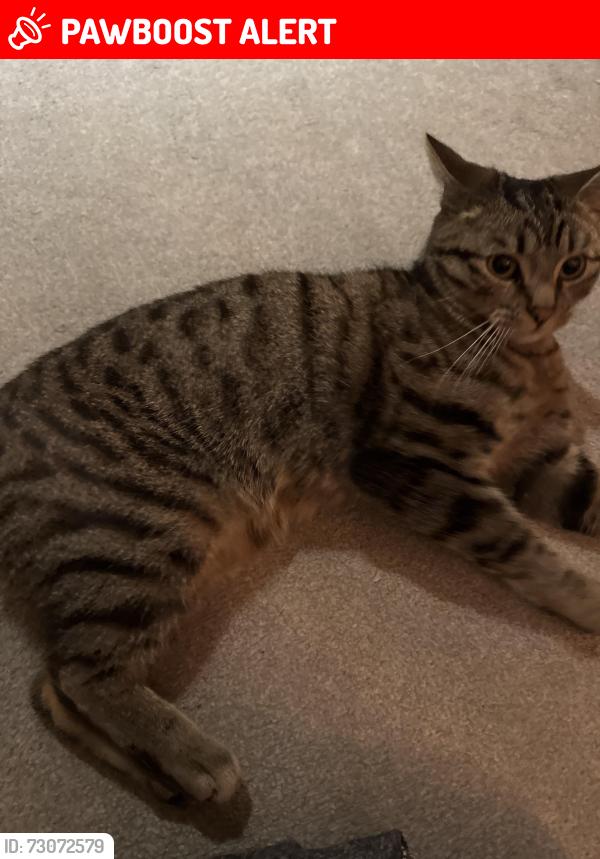 Lost Male Cat last seen Elmete walk, Roundhay, England LS8 2LB