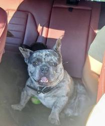 Lost Male Dog last seen Lincoln Village West, Stockton, CA 95219