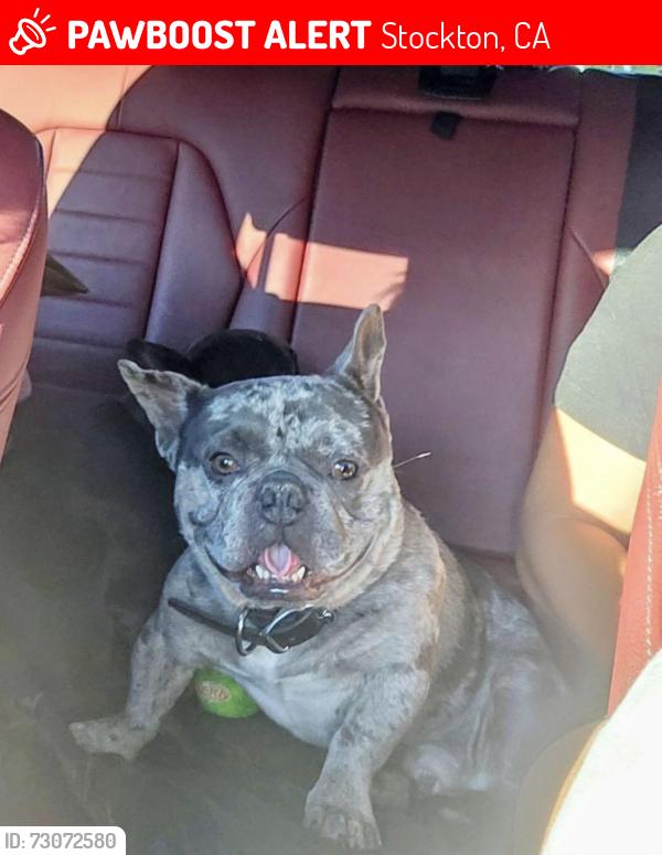 Lost Male Dog last seen Lincoln Village West, Stockton, CA 95219