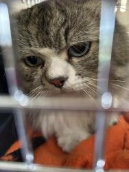 Reunited Male Cat last seen Lullaboo Nursery, McCarron Park, Glen Erin Trail, Mississauga, ON L5M