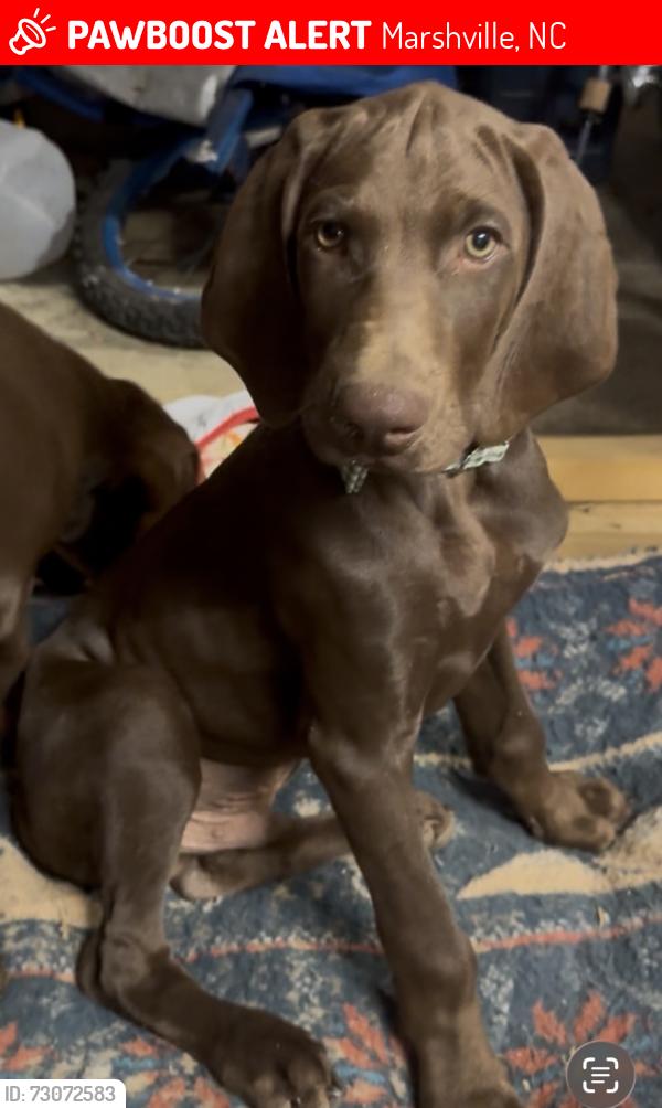 Lost Male Dog last seen End of Marsh Rd, Marshville, NC 28103