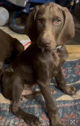 Lost Male Dog last seen End of Marsh Rd, Marshville, NC 28103