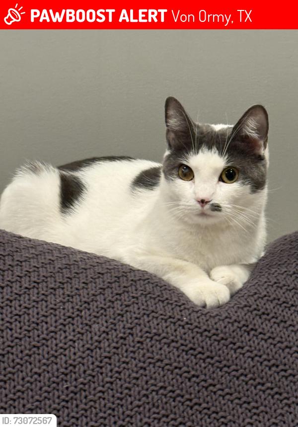 Lost Female Cat last seen Near BONE DRY LANE, Von Ormy, TX 78073, San Antonio, TX 78073