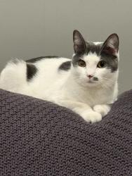 Lost Female Cat last seen Near BONE DRY LANE, Von Ormy, TX 78073, San Antonio, TX 78073