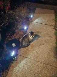 Found/Stray Male Cat last seen Yates, Chicago, IL 60617