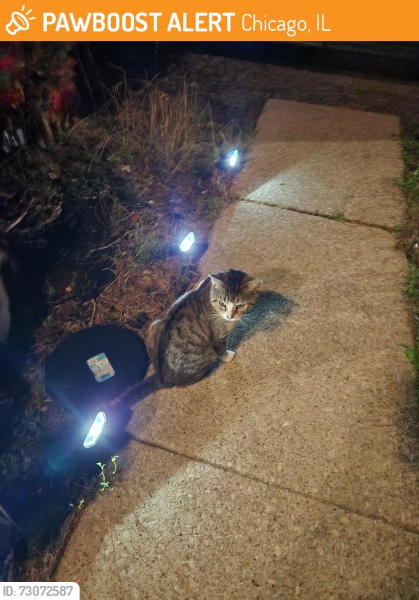Found/Stray Male Cat last seen Yates, Chicago, IL 60617