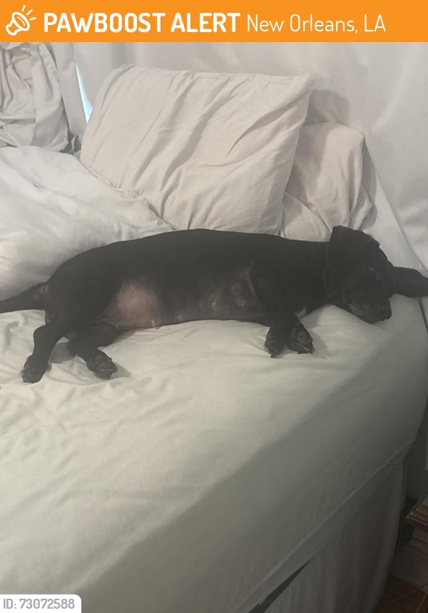 Found/Stray Female Dog last seen Brother Martin, New Orleans, LA 70122