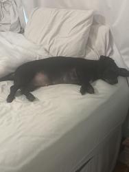 Found/Stray Female Dog last seen Brother Martin, New Orleans, LA 70122