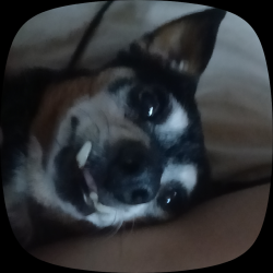 Lost Female Dog last seen Desert hot springs acoma ave by the welfare, Desert Hot Springs, CA 92240