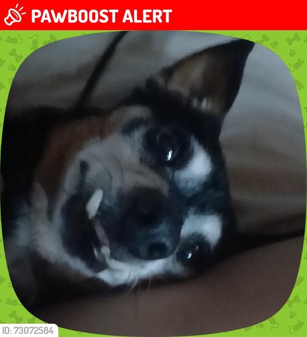 Lost Female Dog last seen Desert hot springs acoma ave by the welfare, Desert Hot Springs, CA 92240