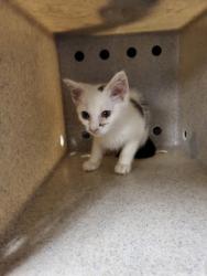 Shelter Stray Female Cat last seen Near North Peterson ST, County/Unicorporated, NC, 1491 Business Park Ct, Gastonia, NC 28052, USA