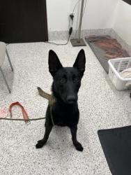 Shelter Stray Male Dog last seen Near royale ct, South Fulton, GA, 1251 Fulton Industrial Blvd NW, Atlanta, GA 30336, USA