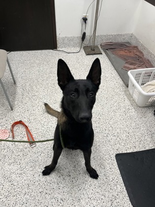 Shelter Stray Male Dog last seen Near royale ct, South Fulton, GA, 1251 Fulton Industrial Blvd NW, Atlanta, GA 30336, USA