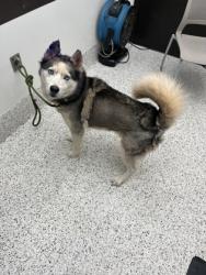 Shelter Stray Male Dog last seen Near Deckner Ave., Atlanta, GA, 1251 Fulton Industrial Blvd NW, Atlanta, GA 30336, USA