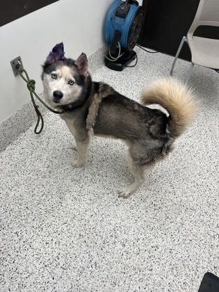 Shelter Stray Male Dog last seen Near Deckner Ave., Atlanta, GA, 1251 Fulton Industrial Blvd NW, Atlanta, GA 30336, USA