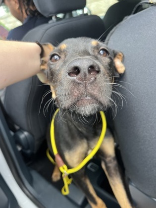 Shelter Stray Male Dog last seen Near Santa Fe TRL SW, Atlanta, GA, 1251 Fulton Industrial Blvd NW, Atlanta, GA 30336, USA
