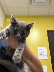 Shelter Stray Female Cat last seen Near Fulton Industrial Blvd, Atlanta, GA, 1251 Fulton Industrial Blvd NW, Atlanta, GA 30336, USA