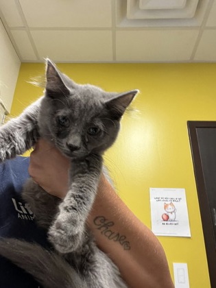 Shelter Stray Female Cat last seen Near Fulton Industrial Blvd, Atlanta, GA, 1251 Fulton Industrial Blvd NW, Atlanta, GA 30336, USA