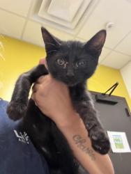 Shelter Stray Male Cat last seen Near Fulton Industrial Blvd, Atlanta, GA, 1251 Fulton Industrial Blvd NW, Atlanta, GA 30336, USA