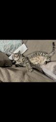Lost Male Cat last seen Near E 83rd StRaytown, MO, Raytown, MO 64138