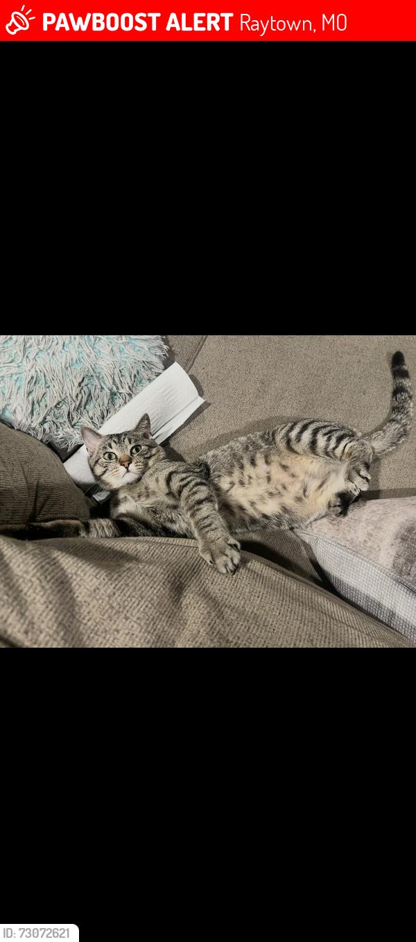 Lost Male Cat last seen Near E 83rd StRaytown, MO, Raytown, MO 64138