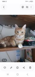 Lost Male Cat last seen Western drive and lawson drive, Garland, TX 75042