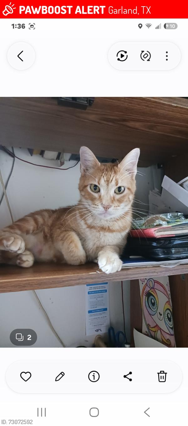 Lost Male Cat last seen Western drive and lawson drive, Garland, TX 75042