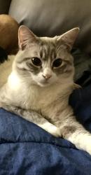 Lost Male Cat last seen Wolsely, Winnipeg, MB R3G 3C2