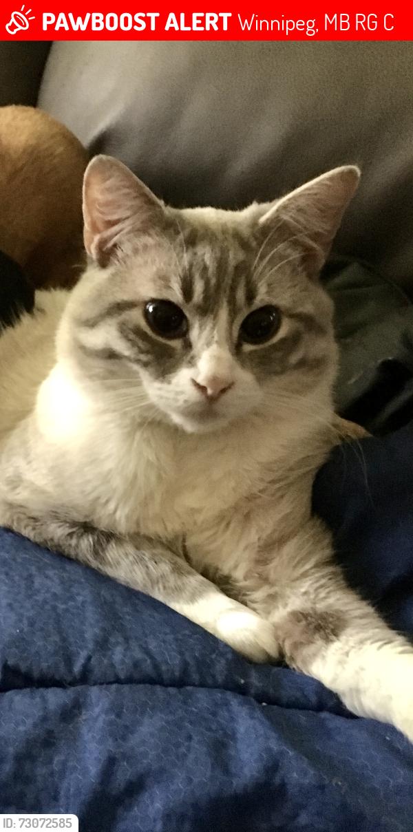 Lost Male Cat last seen Wolsely, Winnipeg, MB R3G 3C2