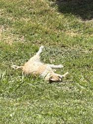 Found/Stray Unknown Cat last seen NW 24th St, Fort Worth, TX 76164