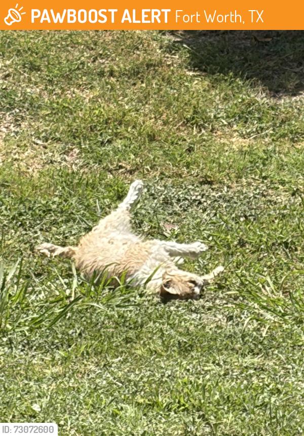 Found/Stray Unknown Cat last seen NW 24th St, Fort Worth, TX 76164