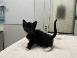 Shelter Stray Male Cat last seen 51st & College, 64130, MO, 7077 Elmwood Ave, Kansas City, MO 64132, USA