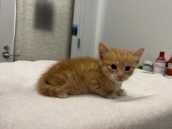 Shelter Stray Female Cat last seen 51st & College, 64130, MO, 7077 Elmwood Ave, Kansas City, MO 64132, USA