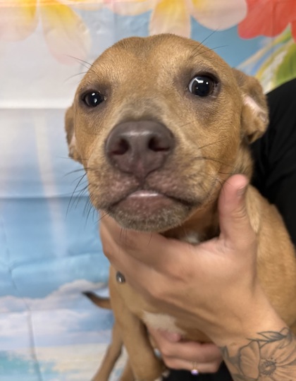 Shelter Stray Female Dog last seen Near Springbrook Dr, 29621, Anderson City, SC, 1320 US-29, Anderson, SC 29626, USA