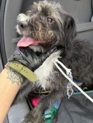 Shelter Stray Male Dog last seen Near Peachtree Rd NE, Brookhaven, GA 30319, 30319, GA, 3280 Chamblee Dunwoody Rd, Chamblee, GA 30341, USA