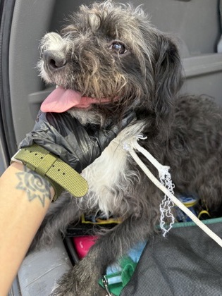 Shelter Stray Male Dog last seen Near Peachtree Rd NE, Brookhaven, GA 30319, 30319, GA, 3280 Chamblee Dunwoody Rd, Chamblee, GA 30341, USA