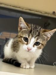 Shelter Stray Female Cat last seen Near Turner Hill Road, Stonecrest 30038, 30038, GA, 3280 Chamblee Dunwoody Rd, Chamblee, GA 30341, USA