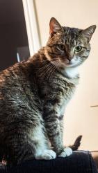Lost Male Cat last seen Katella Ave and Easy Way, Anaheim, CA 92804