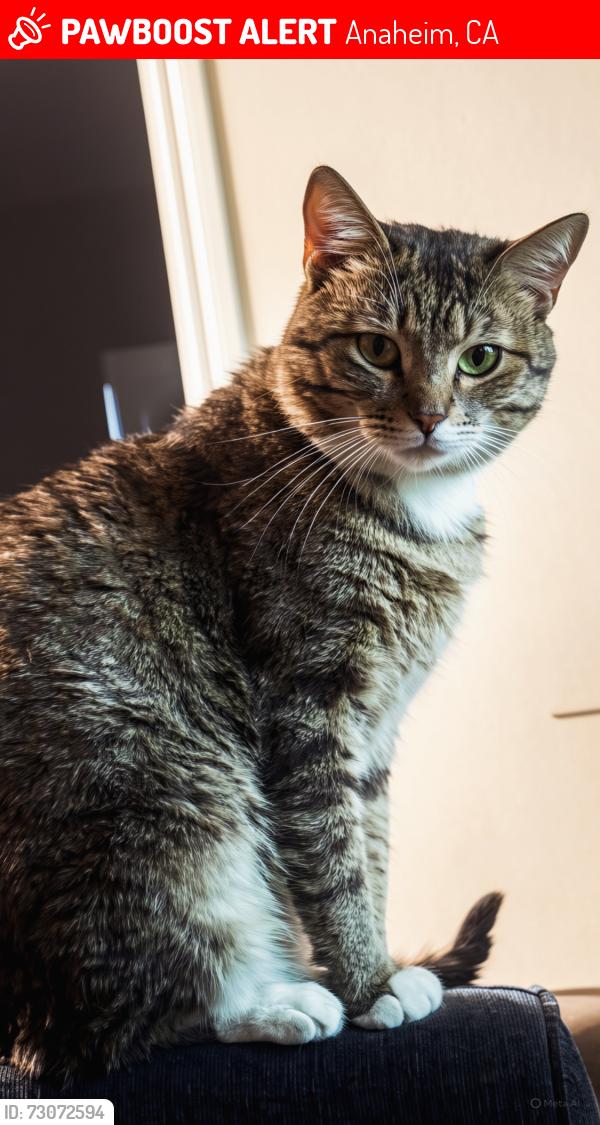 Lost Male Cat last seen Katella Ave and Easy Way, Anaheim, CA 92804
